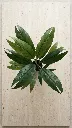 AR09166:01  c.webp
