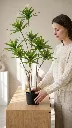pomelli_photoshoot_image_9_16_0721 (2).webp