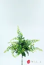 VR22430:01  .webp