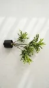 VR90560:01  d.webp