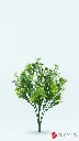 VR22425:01 d.webp