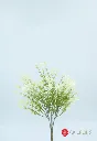 FL02552:01  .webp