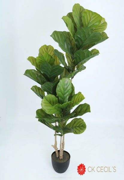 FIDDLE TREE X 42 LVS. X1.60MTS