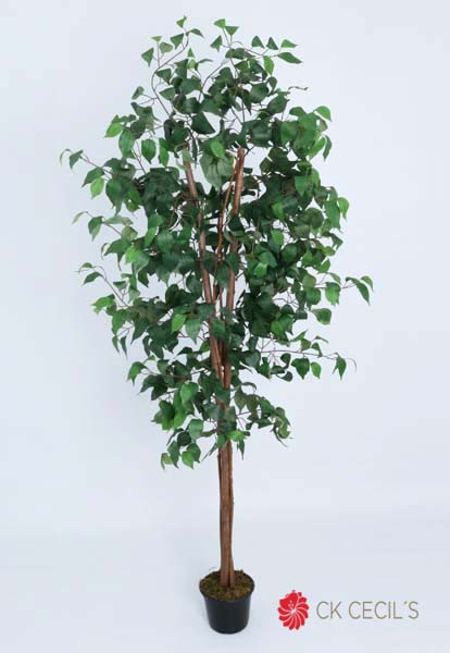 Ficus Electrico X 18 X 1.80Mts / Green