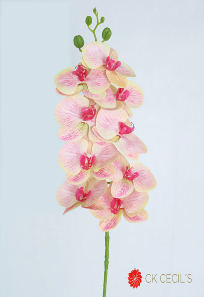 Phaleanopsis 94Cm / Pink