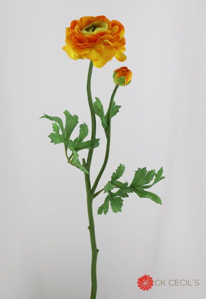 [4130356] Ranunculus X 2 X 63 Cm (Orange)