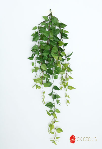POTHOS HANGING BUSH X 1.10 MTS / GREEN VR20243