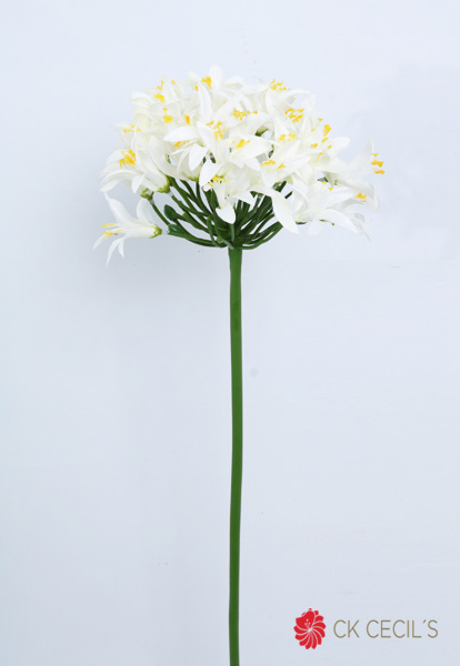 [413338] Agapanthus Stem 80 Cm White Fsg0040