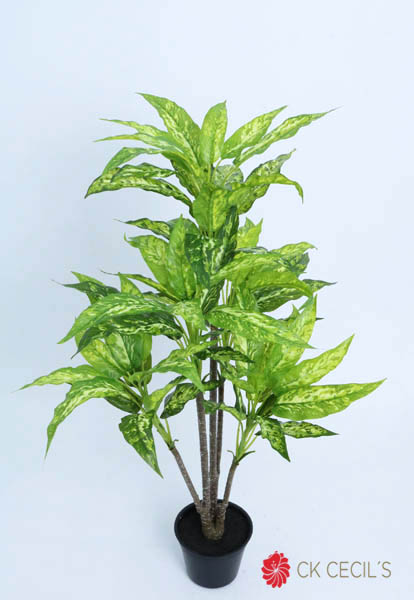 [4130451] Aglaonema Plant Nat X 5 X 90Cm Gr Vi