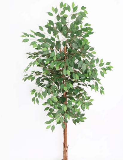 FICUS X18 X 1.80MT VERDE