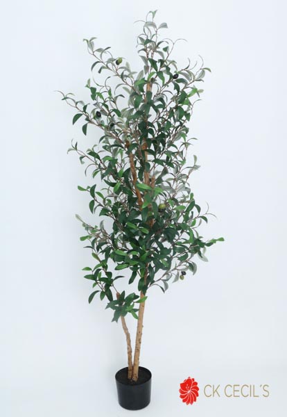 [4130115] Olive Tree X 744 Lvs. X 1.50Mt T.T. Green
