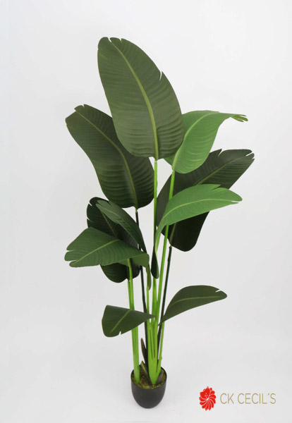 [4130116] Travelers Palm 10Lvs. 1.60 Mts T.T. Green