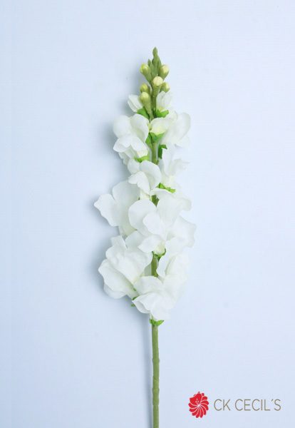 Snapdragon Spray X 79 Cm. Cream