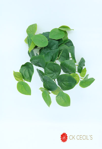 [413488] Pilea Peperomoides Nat.X56X63C Green