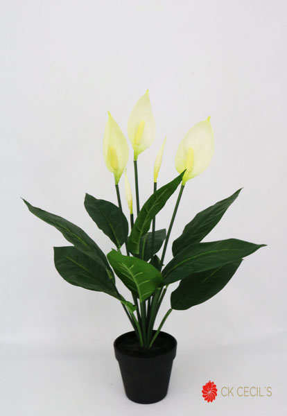 [413855] Spathiphyllum Plant 61 Cm.