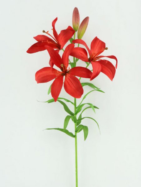 TIGER LILY VARA X 5 73 CM RED