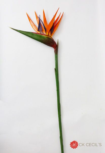 Ave Del Paraiso (Orange)