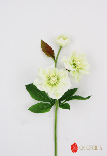 [413447] Helleborus Spray 41Cm White Green