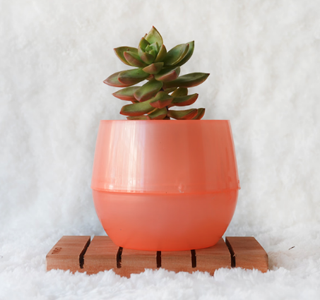 [4599] Maceta Autorriego Perla Naranja