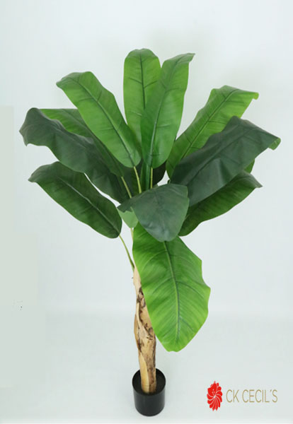 Banana Tree X 16Lvs X 1.37 Mt