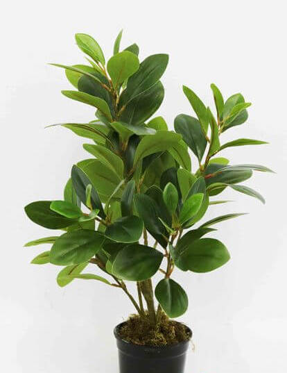 WATERCRESS BUSH NAT X8 53CM 