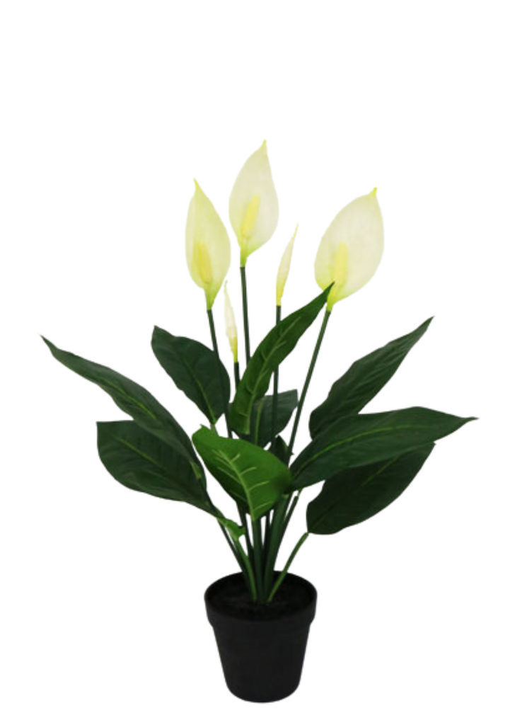 SPATHIPHYLLUM PLANT 61 CM.