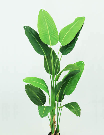 Travelers Palm X13Lvs.X2.10Mts / T.T. Green