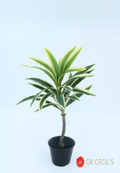 DRACAENA MINI NAT X 38 CM GREEN/CREAM