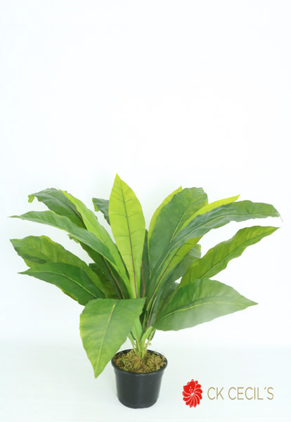 BIRD NEST FERN NAT X 20 X 54 CM