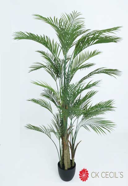 ARECA PALM TREE 1.83MTS. X 28 LVS 