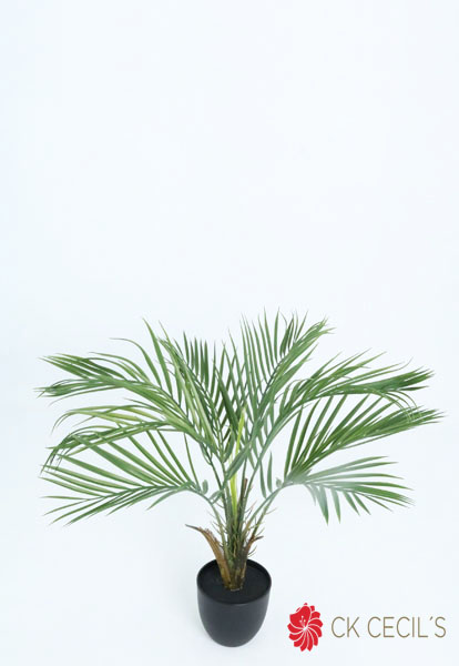 ARECA PLANT 60 CM. X 8 LVS. T.T. GREEN