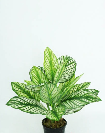 CALATHEA NAT. X 22LVS X 40 CM. / GREEN CREAM