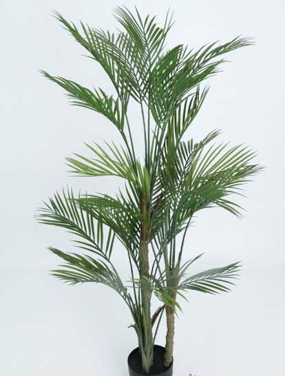 ARECA PALM TREE 1.52 MTS X 25 LVS