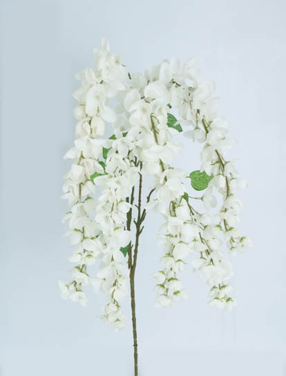 SOPHORA JAPONICA 1 MTS WHITE