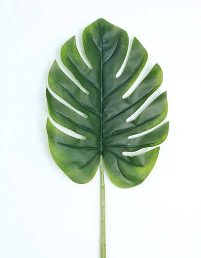 SPLIT PHILO LEAF NT. 90 CM. T.T. GREEN