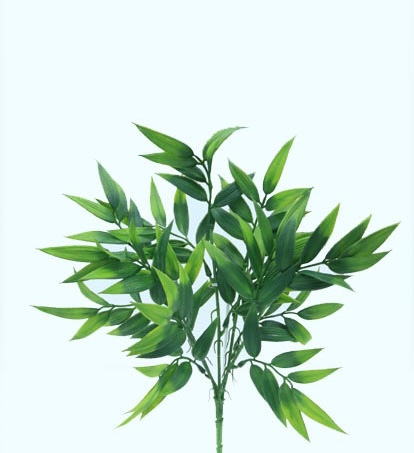 ARRAYAN BUSH X 5 39 CM