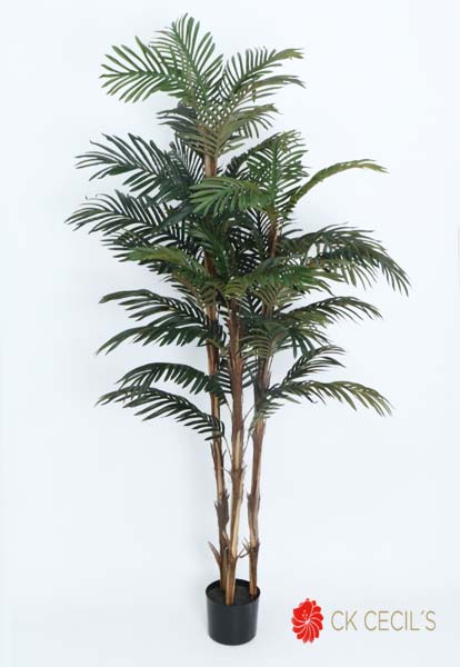 ROBELLINI PALM X 38LVS. X1.80M