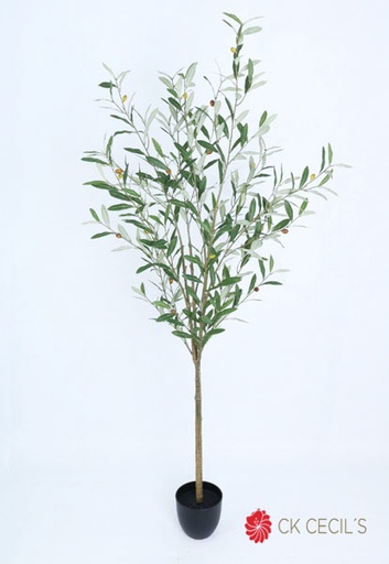 [413524] OLIVE TREE 1.60 MTS X 410 LVS