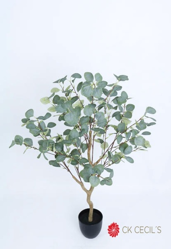 [413517] EUCALYPTUS TREE 1.20MTS X264LV