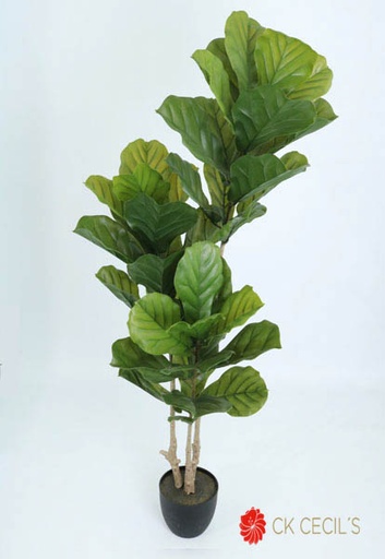 [413523] FIDDLE TREE X 42 LVS. X1.60MTS