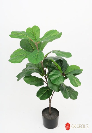 [413534] FIDDLE TREE NT X 27 LVS 91CM