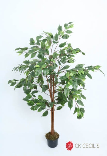 [413585] FICUS FILTRO UV(EXTERIOR)12 X1.20 MTS GREEN