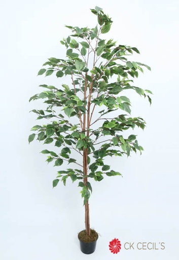 [413586] FICUS FILTRO UV (EXTERIOR)18 X1.80 MTS GREEN