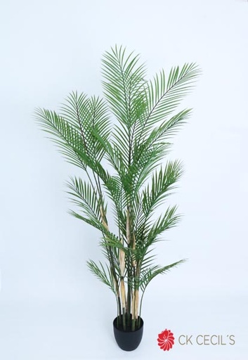 [4130402] NEW ARECA PALM X28LVS.X1.80MTS T.T. GREEN