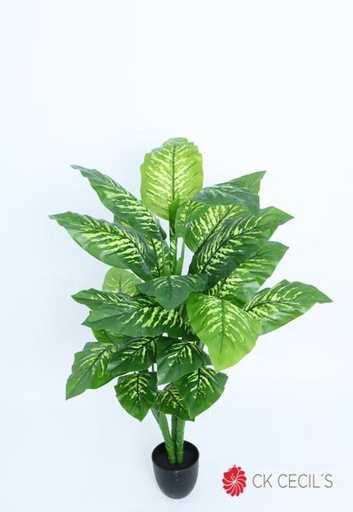 [4130457] DIEFENBACHIA PLANT X27L.X1.22M GREEN CREAM