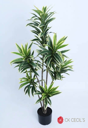 [4130458] DRACENA MINI PLANT NAT X6X1.17 GREEN