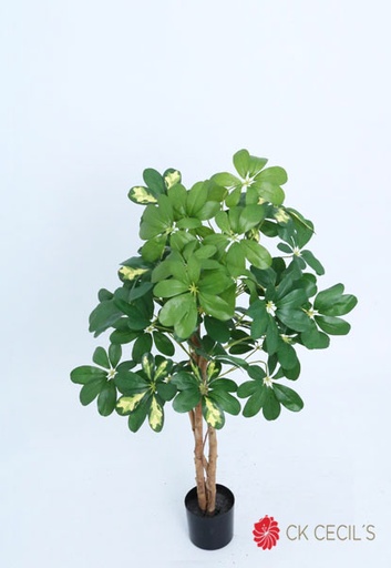 [4130111] SCHEFFLERA TREE X 280LVS.X92CM T.T. GREEN