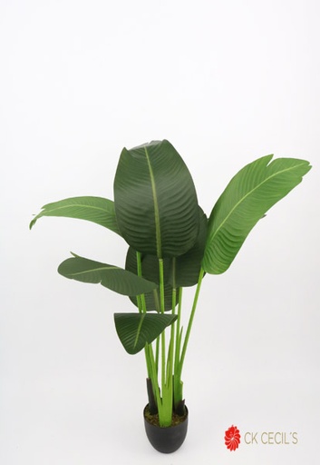 [4130222] TRAVELERS PALM 8 LVS. 1.20 MTS