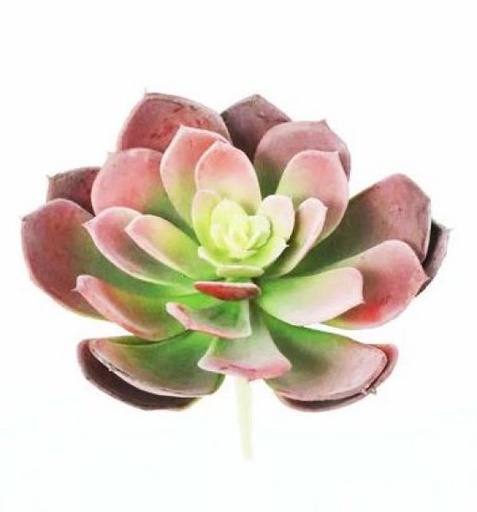 [413226] ECHEVERIA PICK 18 CM GR/PK