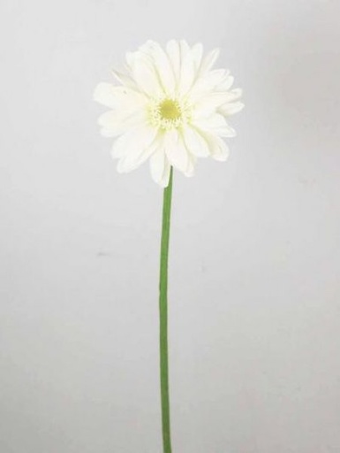 [413444] GERBERA 22 PG.(56CM) CREAM